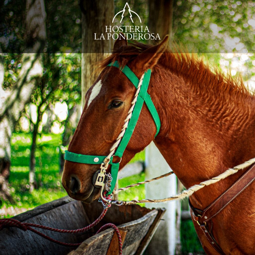 caballo